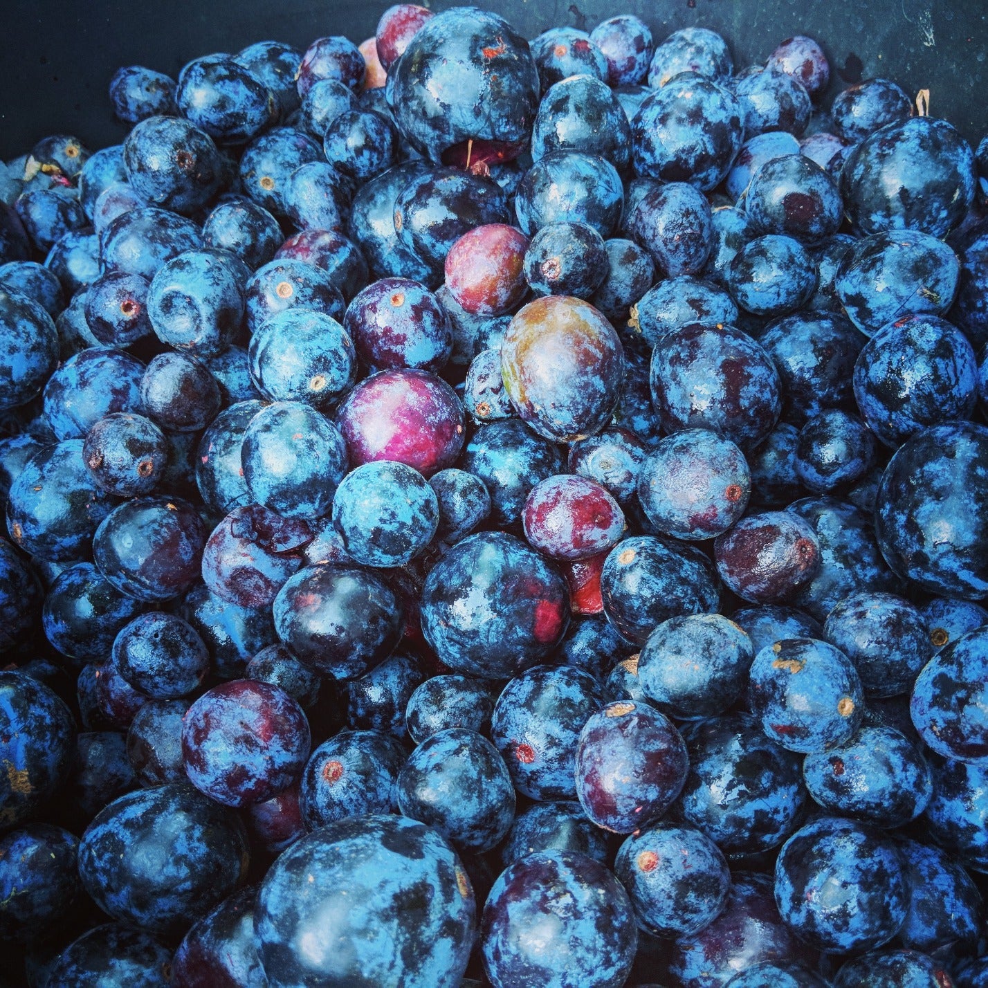 Davidson Plum Powder (Freeze Dried) - Image 4