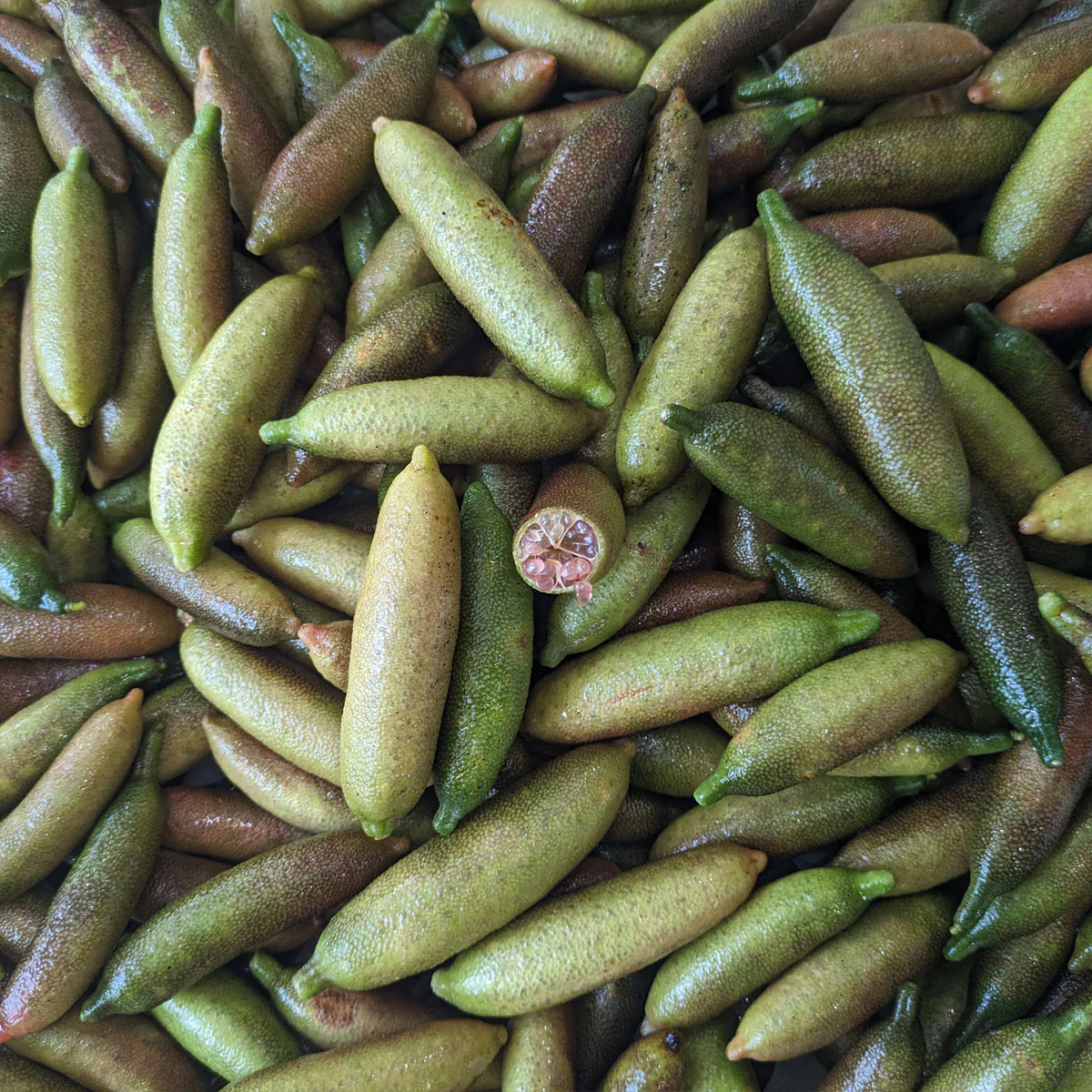Freeze Dried Finger Lime Chips - Image 4
