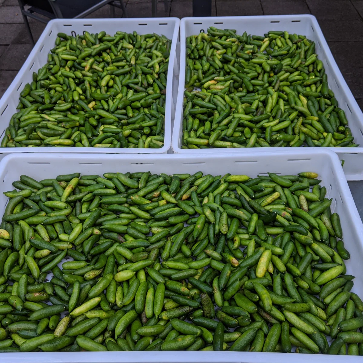 Frozen Finger Lime Fruit (15kg) - Image 3