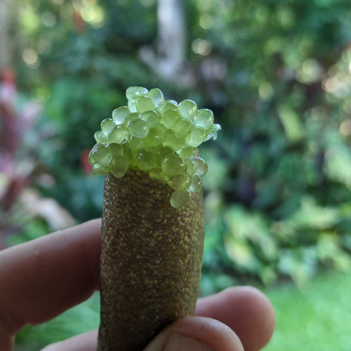 Frozen Finger Lime Fruit (15kg) - Image 4