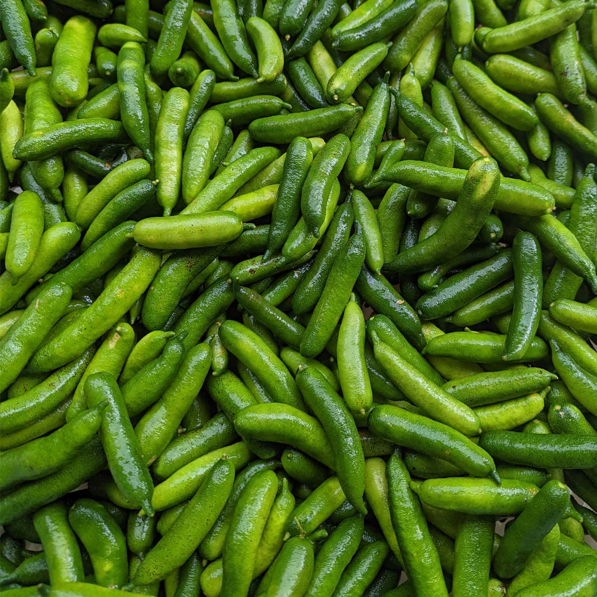Frozen Finger Limes - Image 4