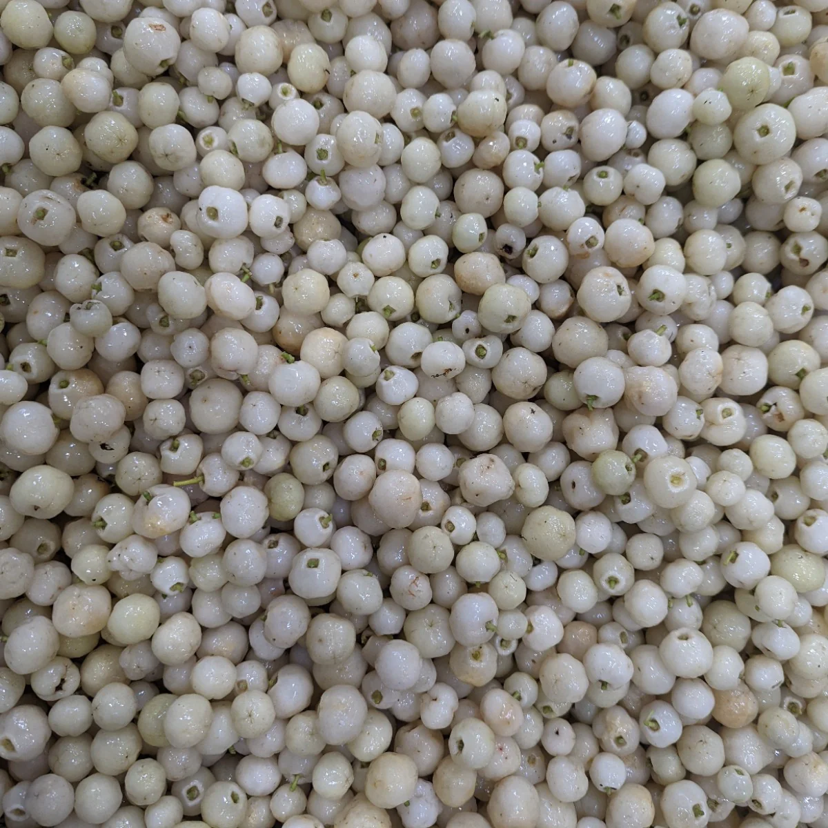 Lemon Aspen Powder (Freeze Dried) - Image 3